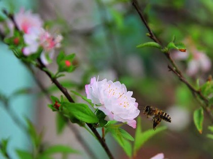 Thú chơi hoa mai trắng của người Hà thành