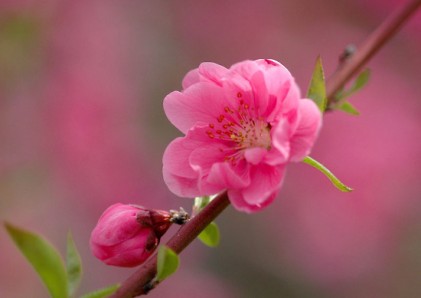 Chữ Cần chữ Kiệm đầu Xuân