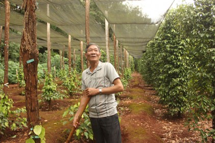 Ông Nguyễn Minh Cường - điển hình làm kinh tế giỏi NCT huyện Lộc Ninh