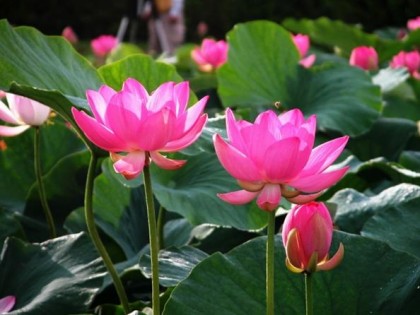 Thơ Đinh Văn Lành