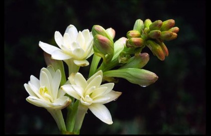 Chùm thơ Tạp chí Văn nghệ quân đội tháng 1-2014