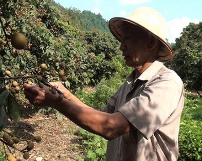 Chủ tịch hội Người cao tuổi xã Trung Thành làm kinh tế giỏi
