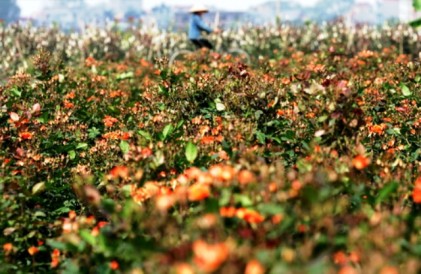 Phát triển thương hiệu hoa hồng gắn với vùng đất Mê Linh - Hà Nội 