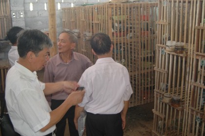Ông Chiến thoát nghèo với mô hình nuôi chim bồ câu lồng tre