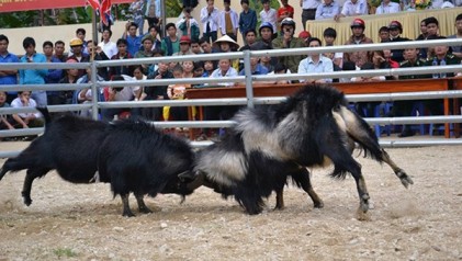 Nhìn gần các lễ hội chọi dê siêu độc ở Việt Nam