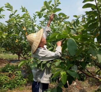 Tuổi cao, chí càng cao