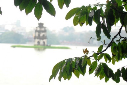 Hoa vàng anh 