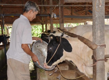 Tỉnh Bà rịa - Vũng Tàu : 30% hội viên người cao tuổi trực tiếp lao động sản xuất