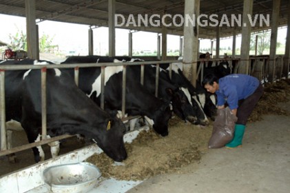 Xoá lười là xoá nghèo