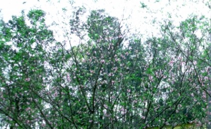Tết sớm nơi biên cương