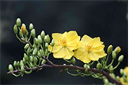 Sài Gòn rực rỡ sắc xuân