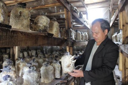 Vươn lên làm giàu từ cây nấm