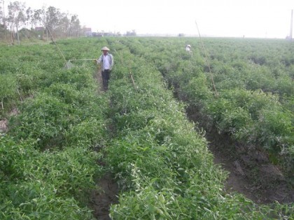 Thách thức đối với công nghiệp hoá nông nghiệp ở miền Bắc nước ta 