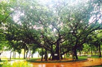 Nhớ “Tết trồng cây” của Bác Hồ