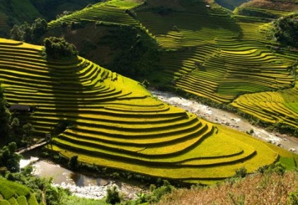 Lên Mù Cang Chải ngắm ruộng bậc thang, xem thi giã bánh dày 